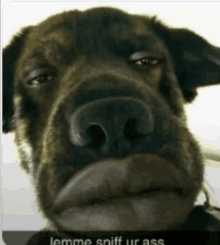 a close up of a dog 's face with the words lemme sniff ur ass below it