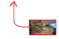 a picture of a cat with an arrow pointing upwards