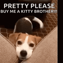 a dog is laying on a couch with the words pretty please buy me a kitty brother .