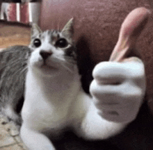 a cat is giving a thumbs up sign while laying down .