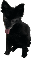 a small black dog with its tongue out