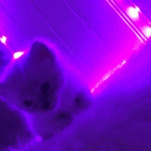 a kitten is laying on the floor in a purple room