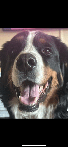 a close up of a black and white dog with its tongue out