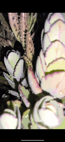 a close up of a plant with water drops on it 's leaves