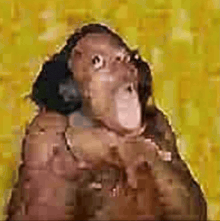 a close up of a monkey 's face on a yellow background