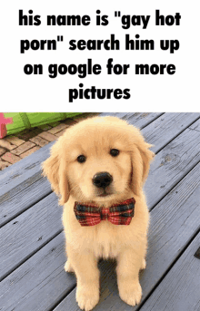 a puppy wearing a red plaid bow tie sitting on a wooden deck