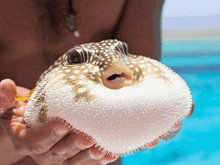 a person holding a puffer fish in their hands with a blue background