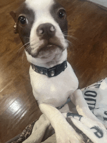 a brown and white dog wearing a collar that says " liberty "