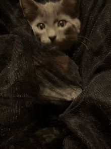 a cat is peeking out from behind a black curtain