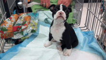 a black and white puppy is sitting on a blue and white blanket in a shopping cart