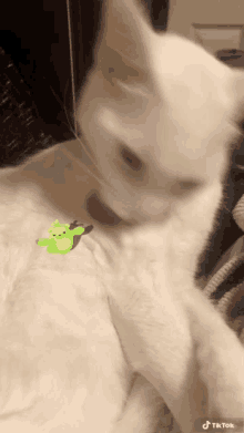 a white cat is laying down with a green frog on its chest