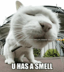 a white cat with its eyes closed and a caption that says " u has a smell "