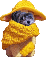 a small dog is wearing a yellow hat and scarf