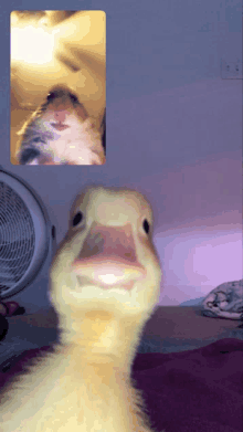 a picture of a hamster and a picture of a duck on a phone screen