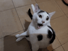 a black and white cat with its mouth open looking up at the camera