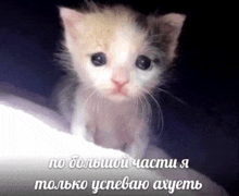 a small kitten is sitting on a bed with a caption in russian