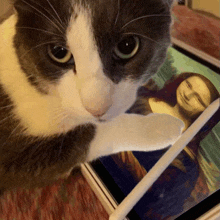 a gray and white cat looking at a picture of mona lisa on a tablet