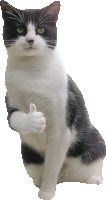 a black and white cat is giving a thumbs up sign