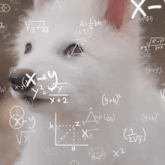 a white dog is surrounded by mathematical equations including a = 1 bh