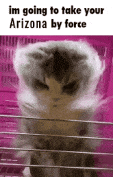 a cat is standing in a pink cage with the words im going to take your arizona by force