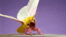 a pink and yellow moth is standing on a purple background