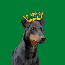 a dog with a crown on its head looks at the camera