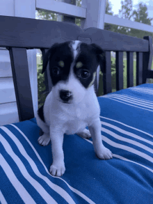 a small black and white puppy is sitting on a blue and white striped cushion