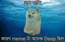 a doge is sitting in the ocean with a caption in another language .