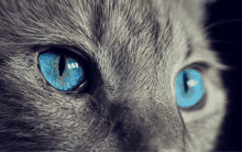 a close up of a cat 's blue eyes looking at the camera