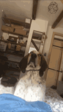 a dog is looking up at the camera in a room with a basket on the shelf that says ' dirty ' on it