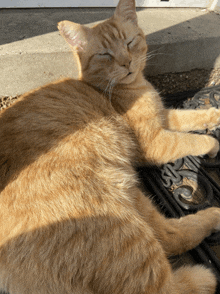 a cat is laying on a door mat that says ' sd ' on it