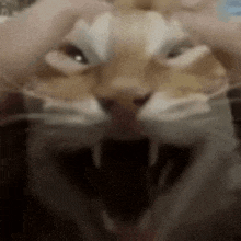 a close up of a cat 's face with its mouth open and its teeth visible .