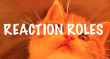 a close up of a cat 's face with the words reaction roles below it