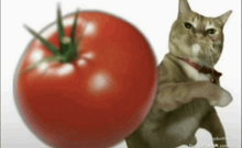 a cat is standing next to a large tomato .