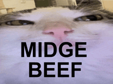 a close up of a cat 's face with the words midge beef on it