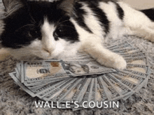 a black and white cat is laying on top of a pile of money on the floor .