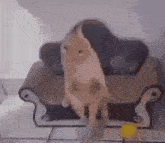 a cat is standing on its hind legs next to a couch and playing with a toy .