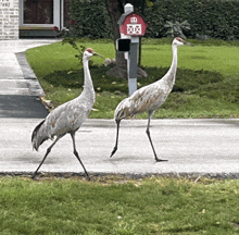 two birds are walking down a street in front of a mailbox with a red barn shaped mailbox