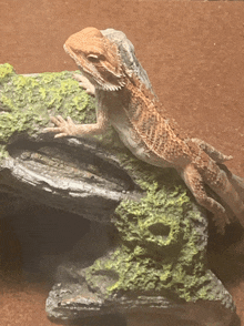 a lizard is sitting on a rock with moss growing on it