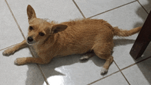 a small brown dog is laying on a tile floor