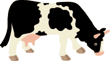 a black and white cow with a yellow horn is grazing on a white background