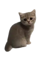 a small kitten sitting on a white background