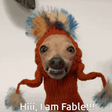 a dog wearing a red hat and sweater says hiii i am fable !!