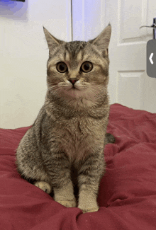 a cat is sitting on a bed with a red blanket