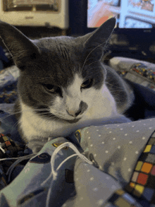 a gray and white cat laying on a blanket