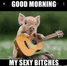 a pig is playing a guitar with the words good morning my sexy bitches below it