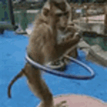 a monkey is playing with a hula hoop on a blue floor .