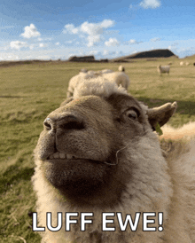 a picture of a sheep with the words " luff ewe " above it