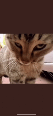 a close up of a cat 's face with a car in the background