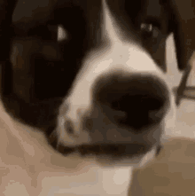 a black and white dog is looking at the camera with its mouth open .